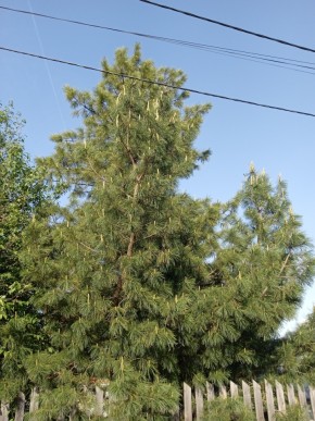 ул. Полынная,29 в Сухой лог - suhojlog.yutvil.ru - фото 18